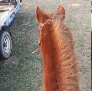 Meet your Posher, Cheyenne